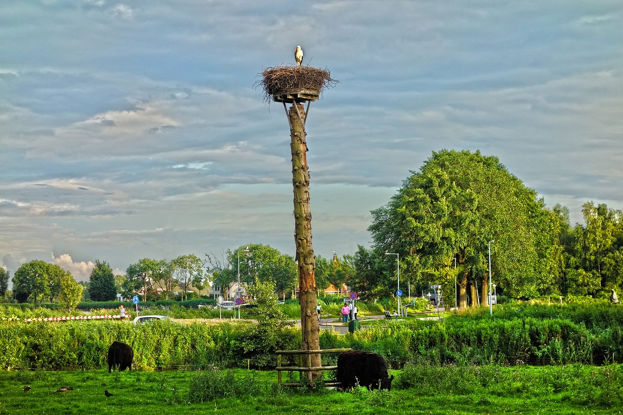 Paukštis, Laukinė Gamta, Lizdas, Gandras, Gandra Lizdas, Ciconia, Gyvūnas, Gamta, Vasara, Amstelpark