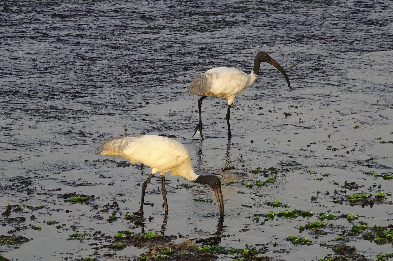 Paukštis, Ibis, Juodos Galvos Ibis, Rytietiškas Baltas Ibis, Maitinimas, Jūra, Kranto, Arabų, Threskiornis Melanocephalus, Wader