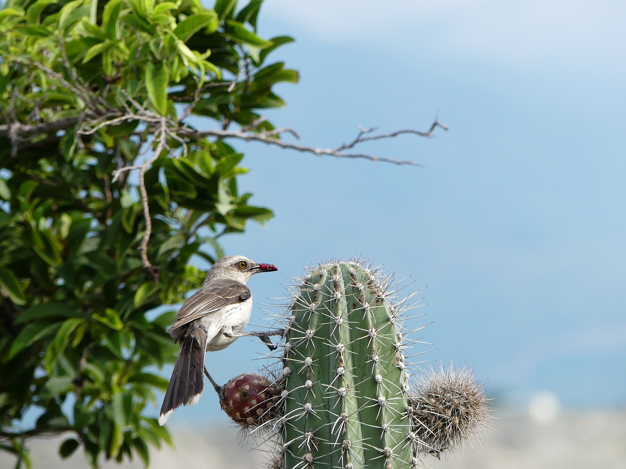 Paukštis, Kaktusas, Dykumos Takakas, Kolumbija, Nemokamos Nuotraukos,  Nemokama Licenzija