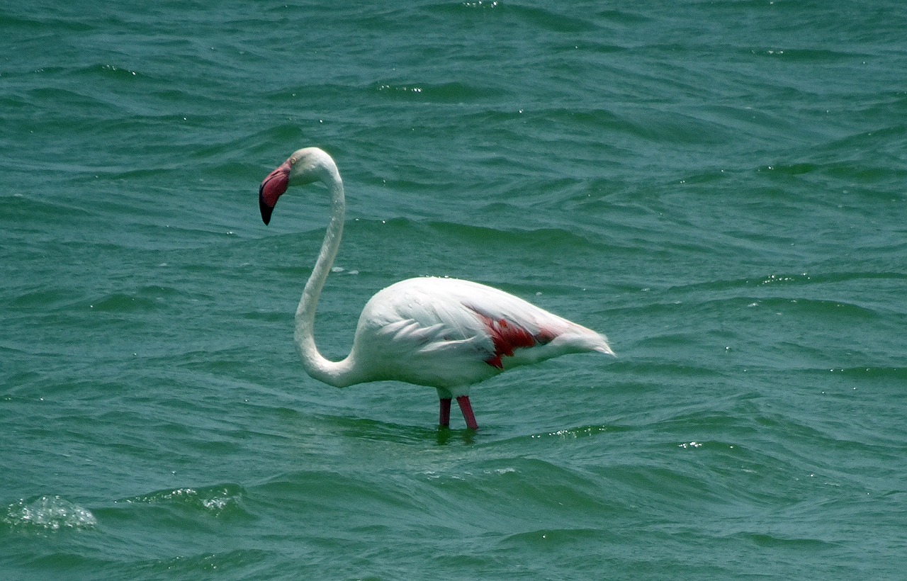 Paukštis, Didesnis Flamingas, Phoenicopterus Roseus, Laukinė Gamta, Gamta, Flamingo, Plumėjimas, Spalvinga, Lagūnas, Jamnagar