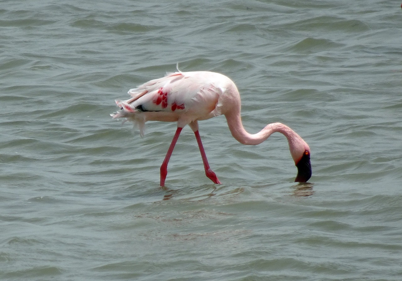 Paukštis, Mažesnis Flamingas, Phoeniconaias Minor, Flamingo, Paukštis, Laukinė Gamta, Plumėjimas, Gamta, Spalva, Ežeras