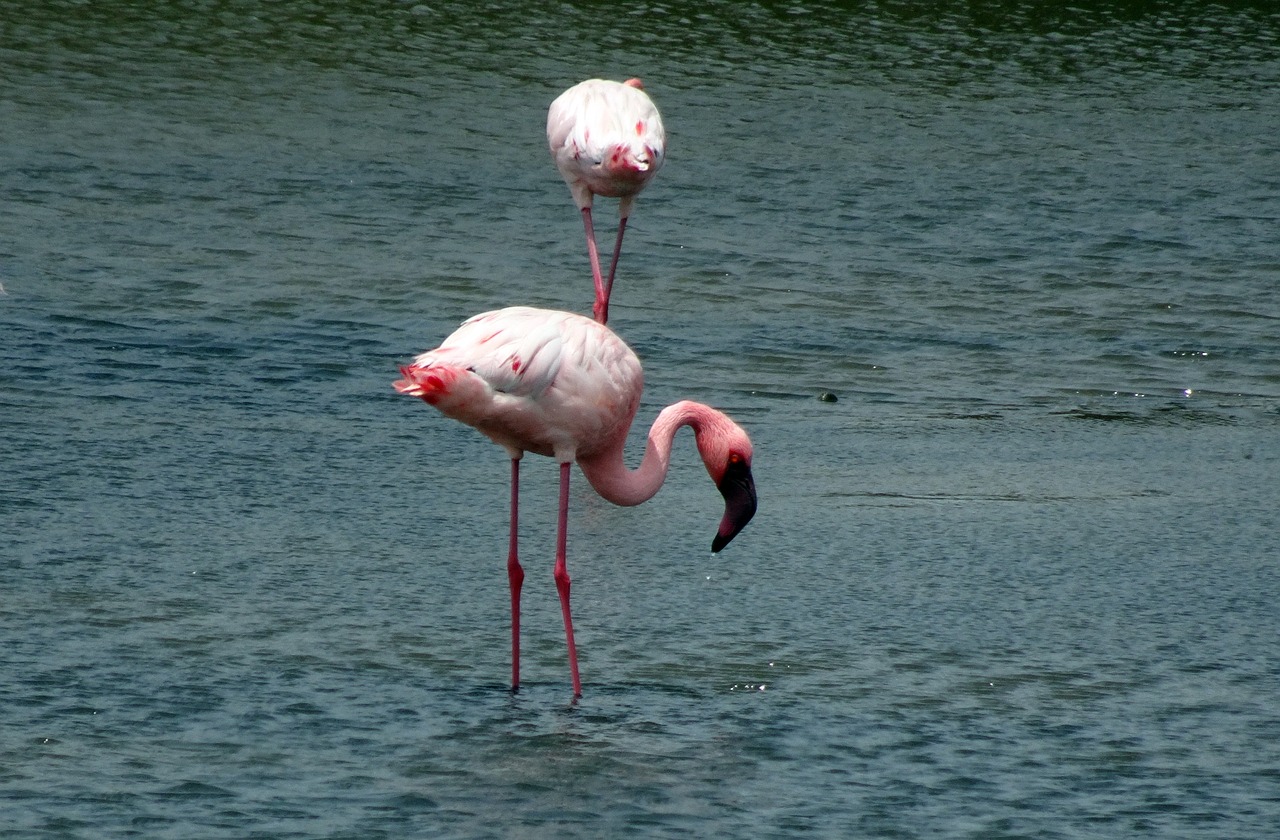 Paukštis, Mažesnis Flamingas, Phoeniconaias Minor, Flamingo, Paukštis, Laukinė Gamta, Plumėjimas, Gamta, Spalva, Ežeras