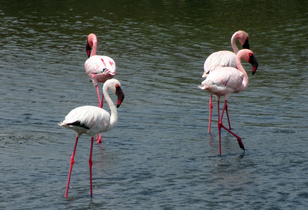 Paukštis, Mažesnis Flamingas, Phoeniconaias Minor, Flamingo, Paukštis, Laukinė Gamta, Plumėjimas, Gamta, Spalva, Ežeras