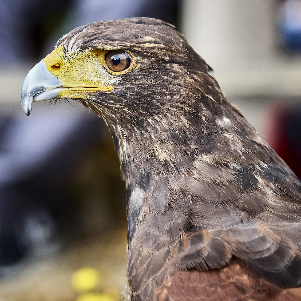 Paukštis, Raptoras, Akis, Plėšrusis Paukštis, Gyvūnas, Gamta, Plumėjimas, Nemokamos Nuotraukos,  Nemokama Licenzija