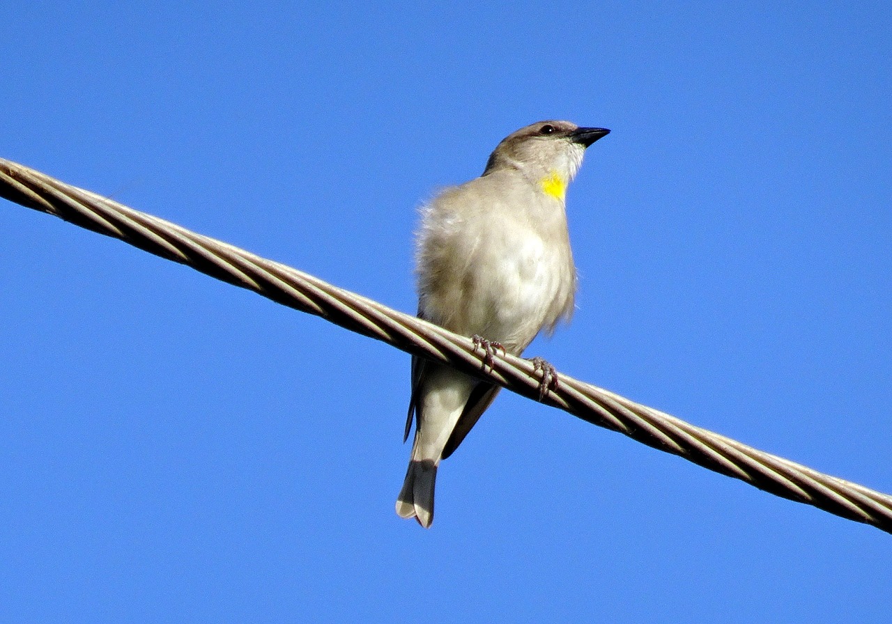 Paukštis, Žvirblis, Geltonkaklias Žvirblis, Kaštono Pečių Petronija, Gymnoris Xanthocollis, Laukinė Gamta, Fauna, Ornitologija, Gamta, Paukštis