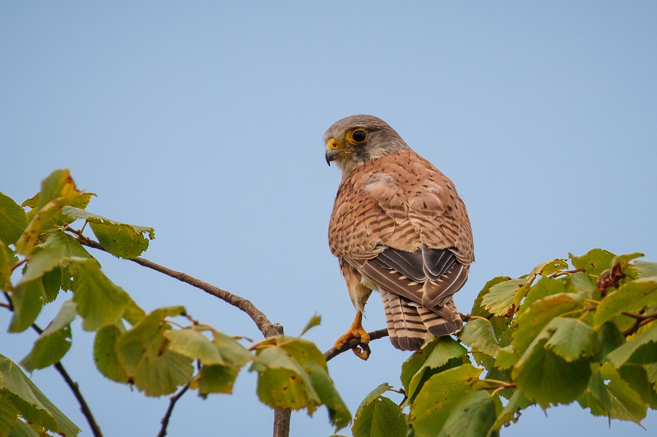 Paukštis, Plėšrusis Paukštis, Falcon, Kestrelis, Nemokamos Nuotraukos,  Nemokama Licenzija