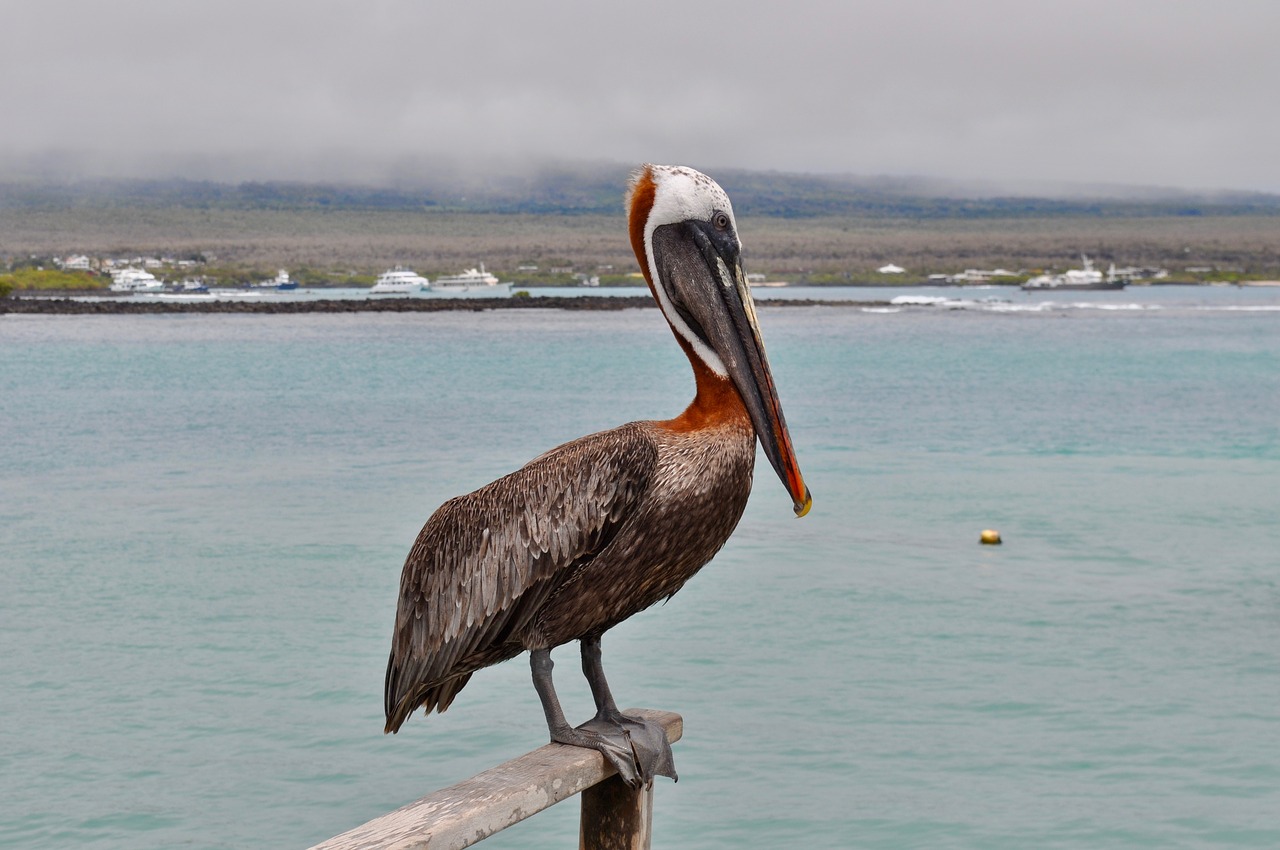 Paukštis, Egzotiškas, Galapagai, Žvejys, Nemokamos Nuotraukos,  Nemokama Licenzija