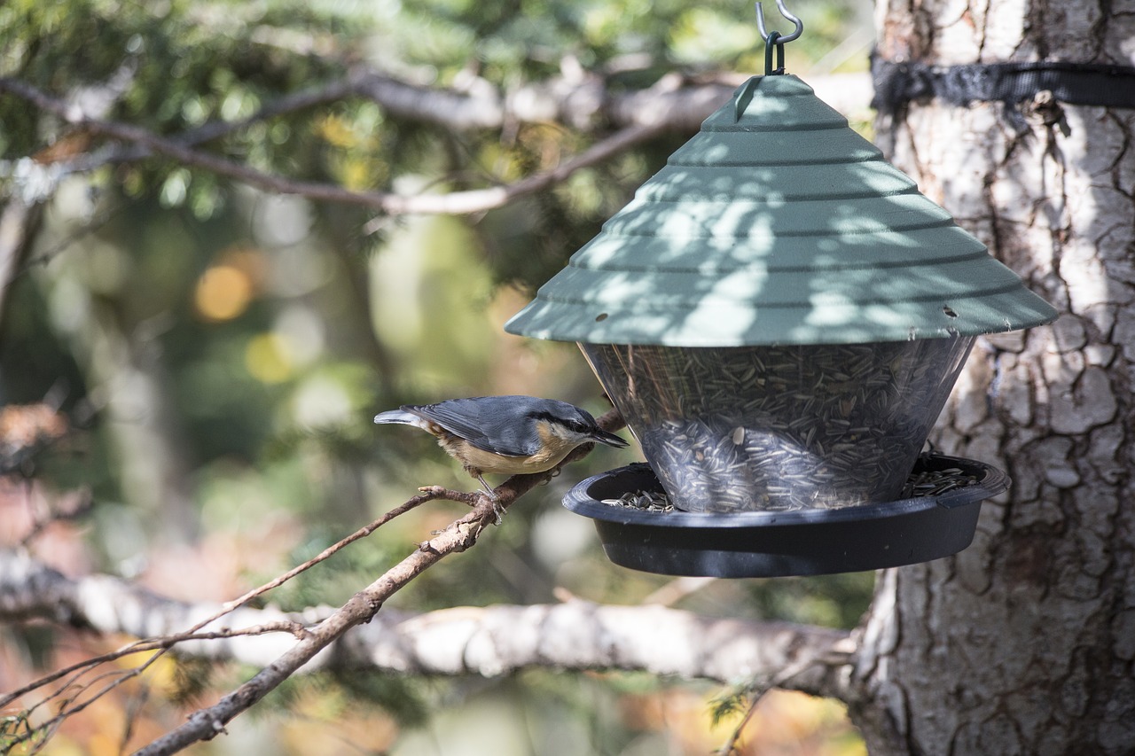 Paukštis, Aviary, Lizdas, Paukščių Maitintojas, Namelis Medyje, Puikus Dėmėtojas, Miškas, Paukščiai, Lizdas, Miško Paukštis