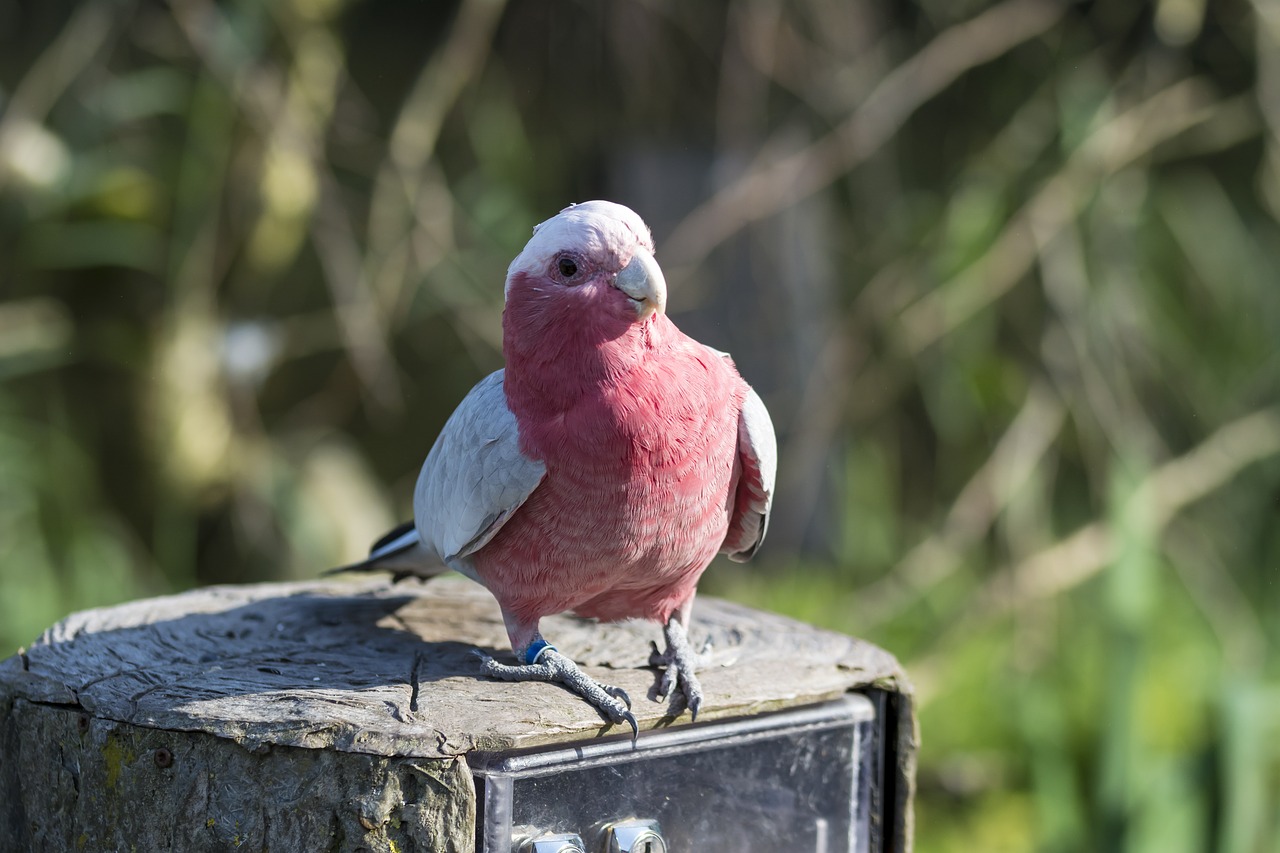 Paukštis, Papūga, Fauna, Mažas Papūgas, Parakeet, Gyvūnas, Spalvinga, Plunksnos, Zoologijos Sodas, Plumėjimas