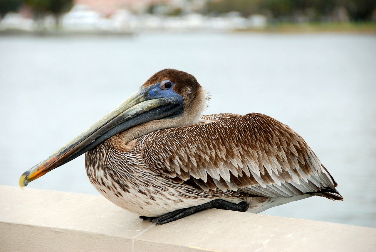 Paukštis, Pelican, Vandens Paukštis, Paukščiai, Gamta, Vanduo, Vandens Paukščiai, Gyvūnai, Pelikanai, Poilsis