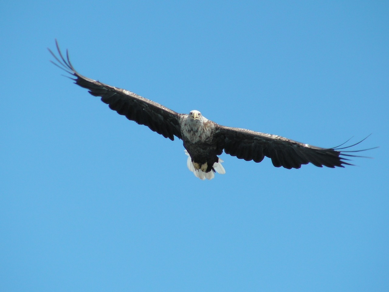 Paukštis, Raptoras, Pigargue, Gamta, Laukiniai, Dangus, Gyvūnas, Fauna, Nemokamos Nuotraukos,  Nemokama Licenzija