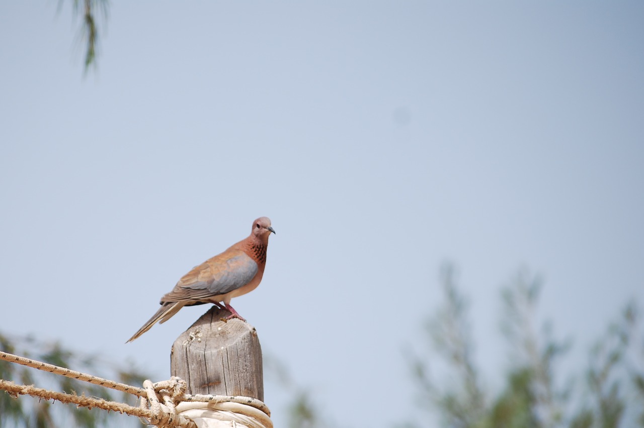 Paukštis, Senegalas, Balandis, Nemokamos Nuotraukos,  Nemokama Licenzija