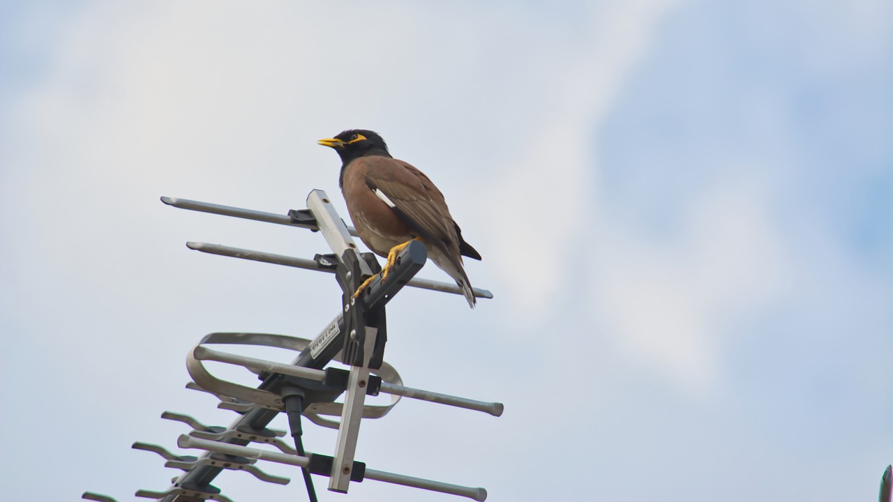 Paukštis, Myna, Fauna, Australia, Girlianda, Ruda, Laukinė Gamta, Gamta, Tv Antenos, Geltona