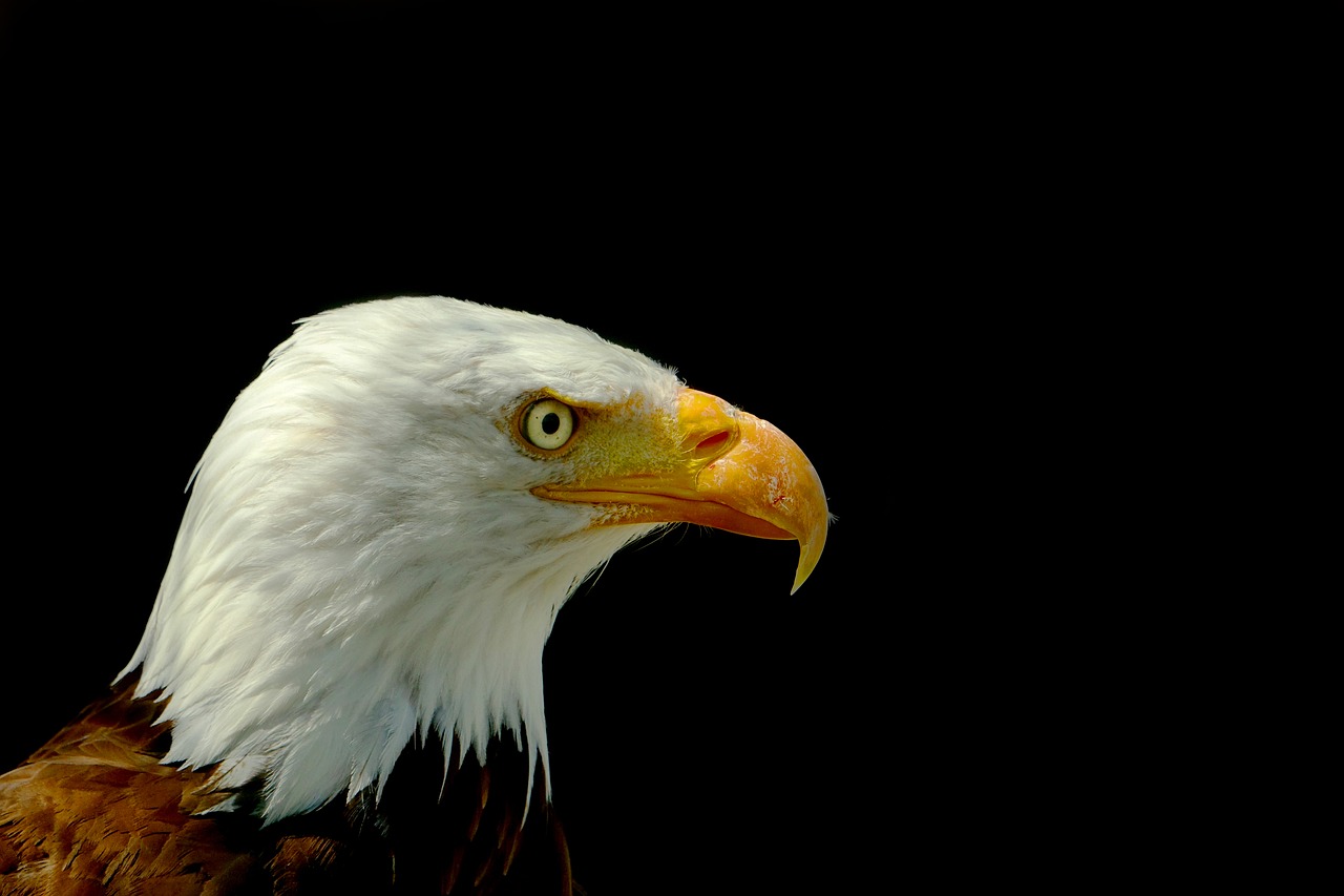 Paukštis, Adler, Plikas Erelis, Galva, Laukinės Gamtos Fotografija, Nemokamos Nuotraukos,  Nemokama Licenzija