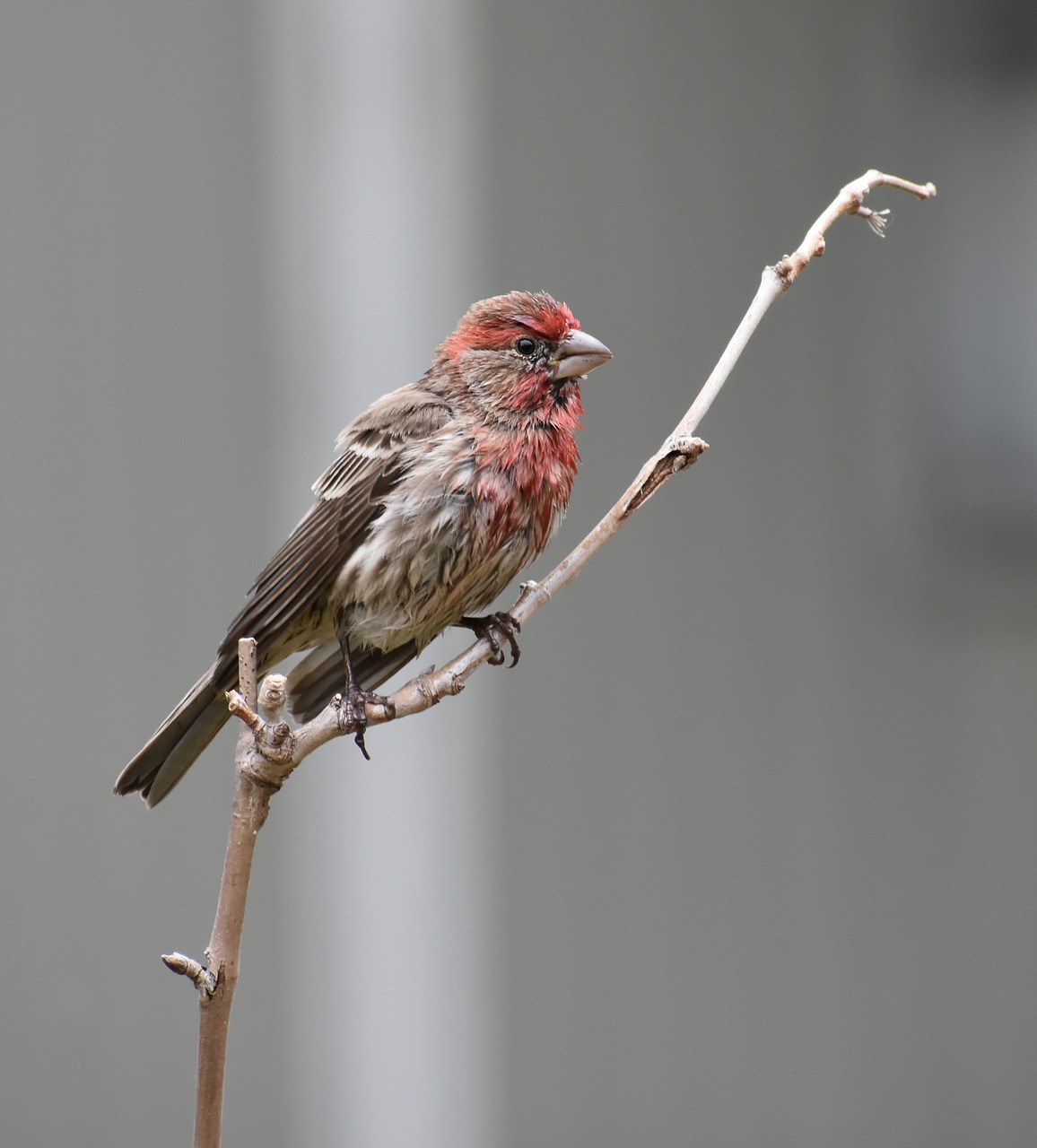 Paukštis, Gamta, Laukinė Gamta, Gyvūnas, Finch, Nemokamos Nuotraukos,  Nemokama Licenzija