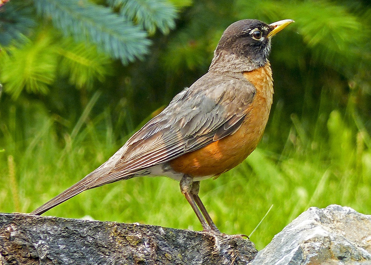 Paukštis, Laukinė Gamta, Gamta, Gyvūnas, Laukiniai, Laukinis Gyvenimas, Raudona Robin, Natūralus, Lauke, Plunksna