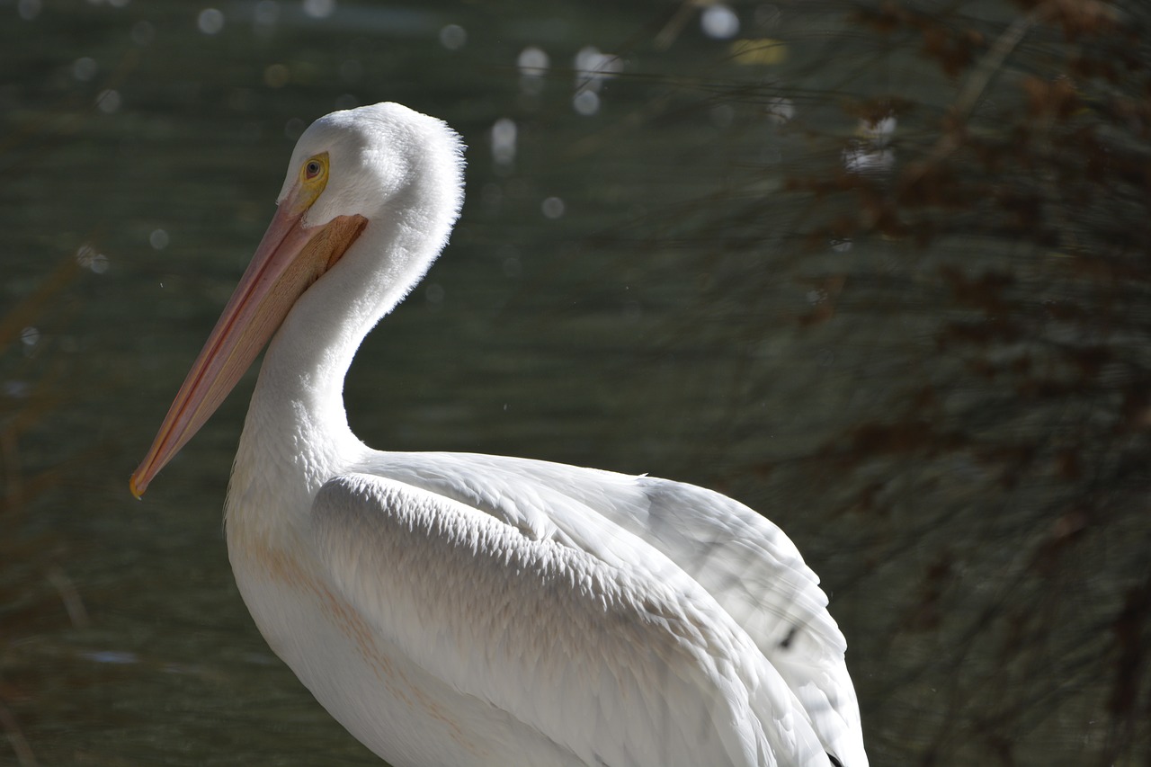 Paukštis, Vanduo, Pelican, Laukinė Gamta, Gamta, Nemokamos Nuotraukos,  Nemokama Licenzija