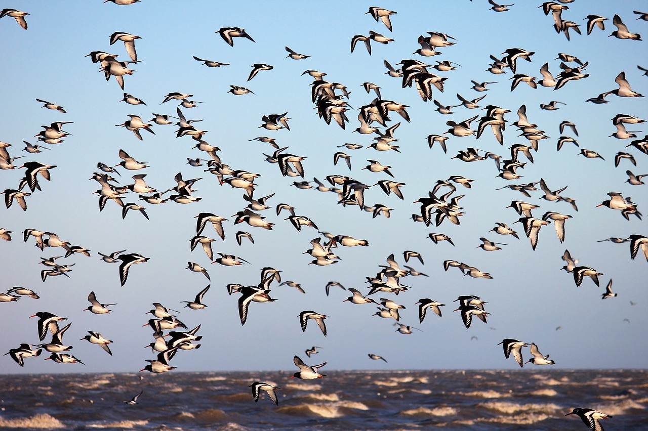 Paukštis, Skrydis, Gyvūnų Pasaulis, Oystercatcher, Šiaurės Jūra, Vanduo, Vandens Paukštis, Scrum, Paukščiai, Gamta