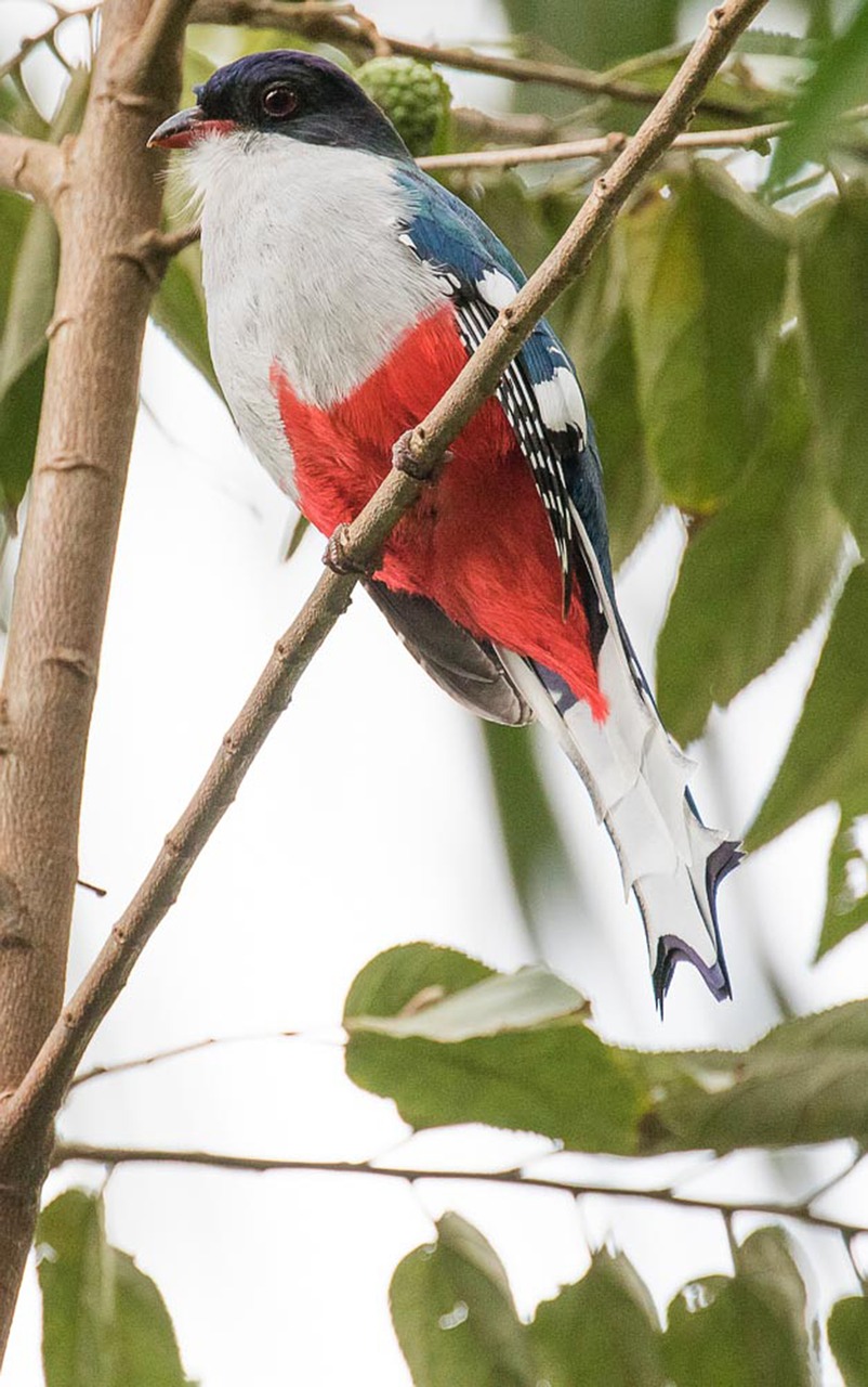 Paukštis, Laukinė Gamta, Gamta, Medis, Lauke, Tocororo, Kuba, Cienaga De Zapata, Birding, Nemokamos Nuotraukos