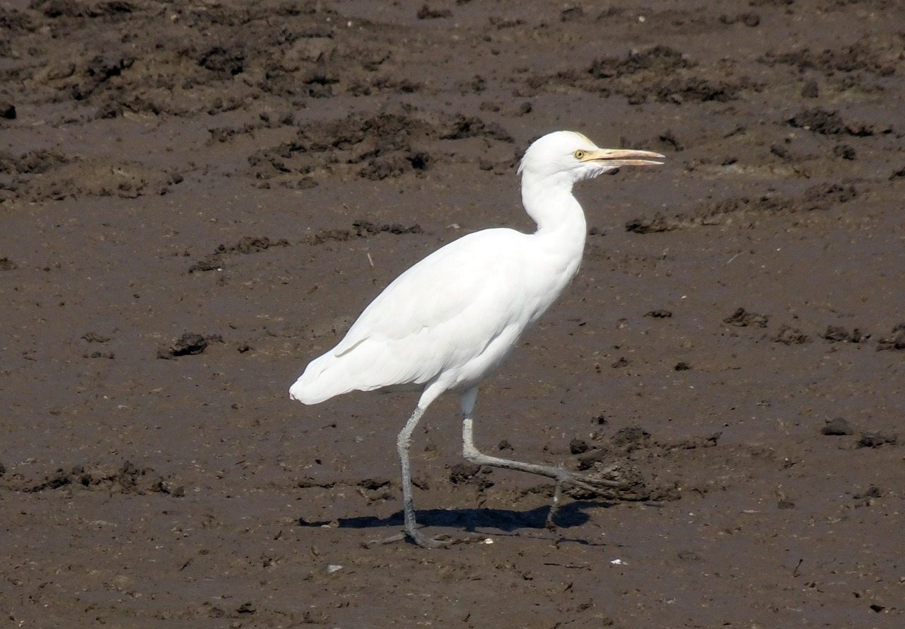 Paukštis, Galvijų Egretė, Bubulcus Ibis, Laukinė Gamta, Paukštis, Fauna, Gujaratas, Indija, Nemokamos Nuotraukos,  Nemokama Licenzija