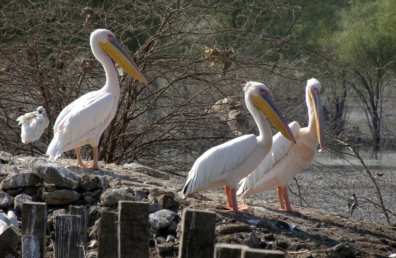 Paukštis, Puikus Baltas Pelikanas, Pelecanus Onocrotalus, Rytinė Balta Pelican, Rožinis Pelikanas, Baltas Pelikanas, Vanduo, Laukinė Gamta, Gamta, Gyvūnas