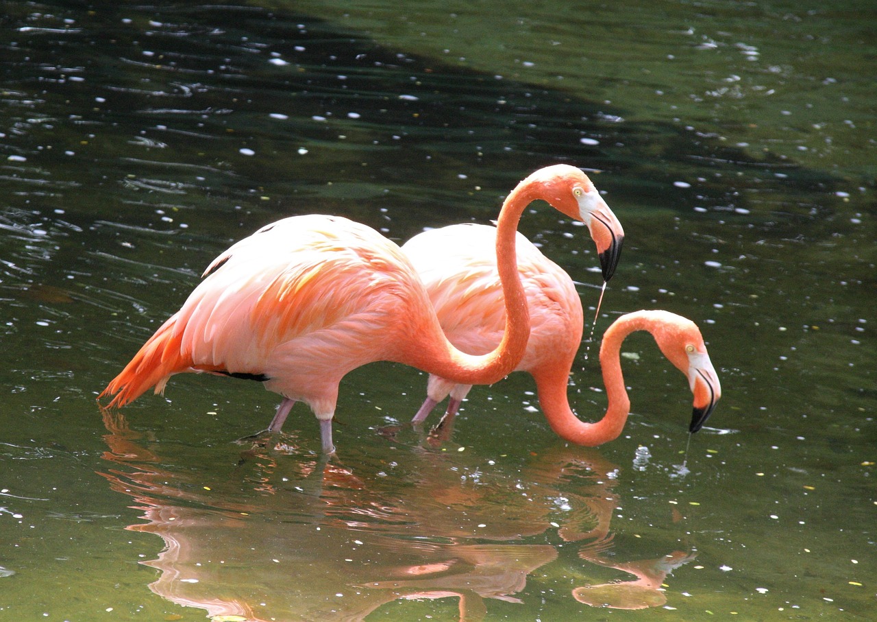 Paukštis, Laukinė Gamta, Vanduo, Gamta, Snapas, Flamingo, Gyvūnas, Baseinas, Zoologijos Sodas, Oranžinė