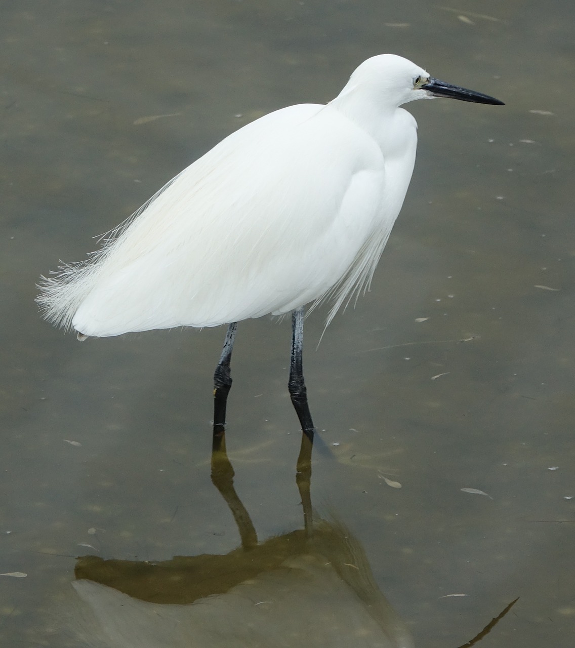 Paukštis,  Egret Žvejyba,  Pilka Laikas,  Ile De Noirmoutier,  Be Honoraro Mokesčio, Nemokamos Nuotraukos,  Nemokama Licenzija