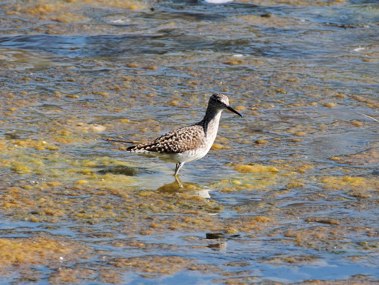 Paukštis,  Vanduo,  Laukinė Gamta,  Gamta,  Ežeras,  Gyvūnas,  Lauke,  Kranto Bird,  Pelkės,  Laukiniai