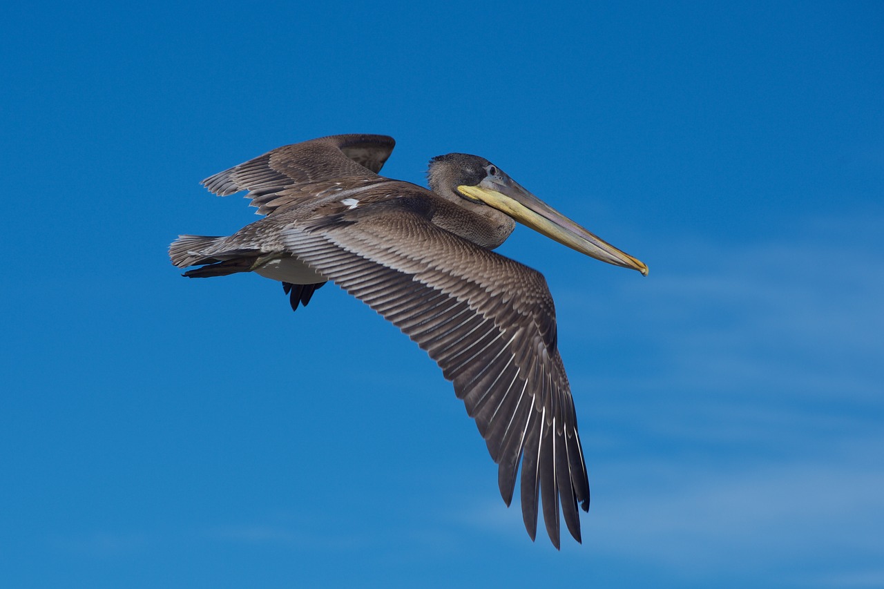 Paukštis,  Gamta,  Laukinė Gamta,  Lauke,  Pelican,  Kalifornija,  Be Honoraro Mokesčio, Nemokamos Nuotraukos,  Nemokama Licenzija