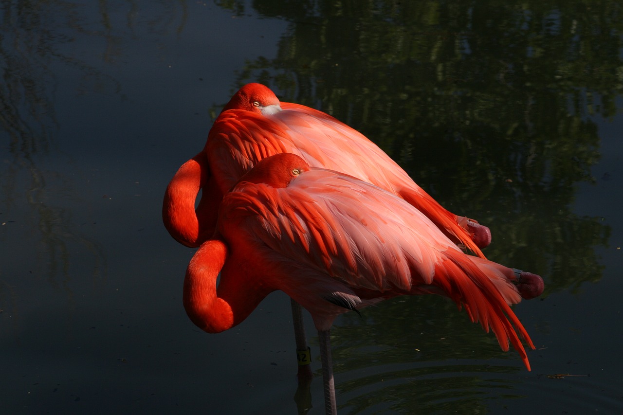 Paukštis,  Laukinė Gamta,  Gamta,  Plunksna,  Flamingo,  Laukiniai,  Gyvūnas,  Snapas,  Sparnas,  Vanduo