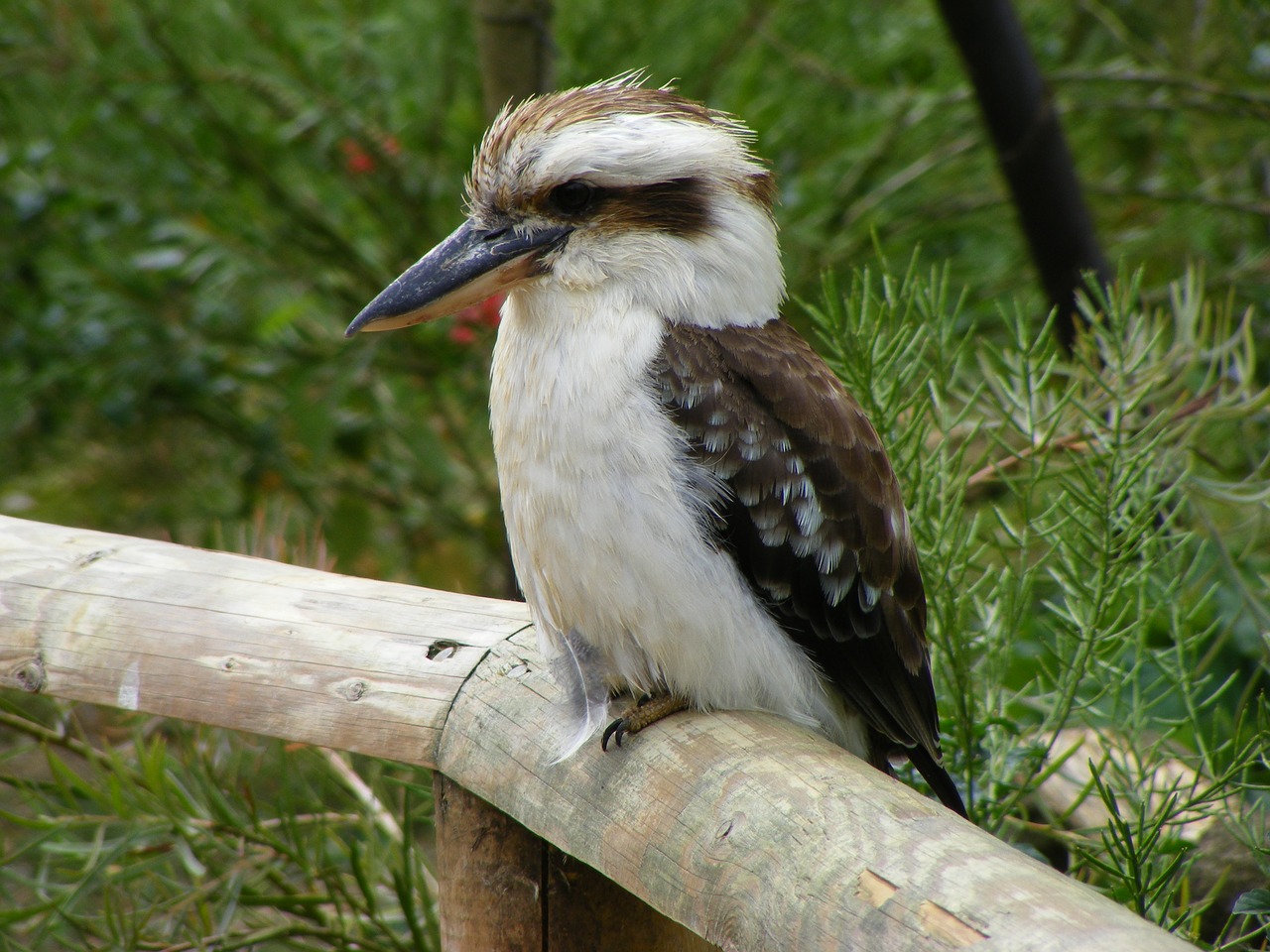 Paukštis,  Laukinė Gamta,  Gamta,  Lauke,  Gyvūnas,  Kookaburra,  Zoologijos Sodas,  Be Honoraro Mokesčio, Nemokamos Nuotraukos,  Nemokama Licenzija