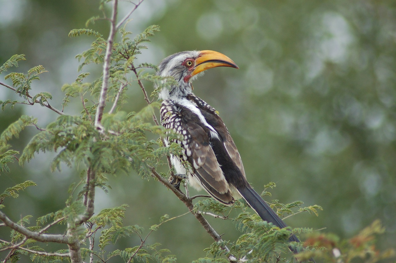 Paukštis,  Laukinė Gamta,  Gamta,  Lauke,  Ragas,  Afrika,  Kruger,  Birding,  Paukštis,  Be Honoraro Mokesčio