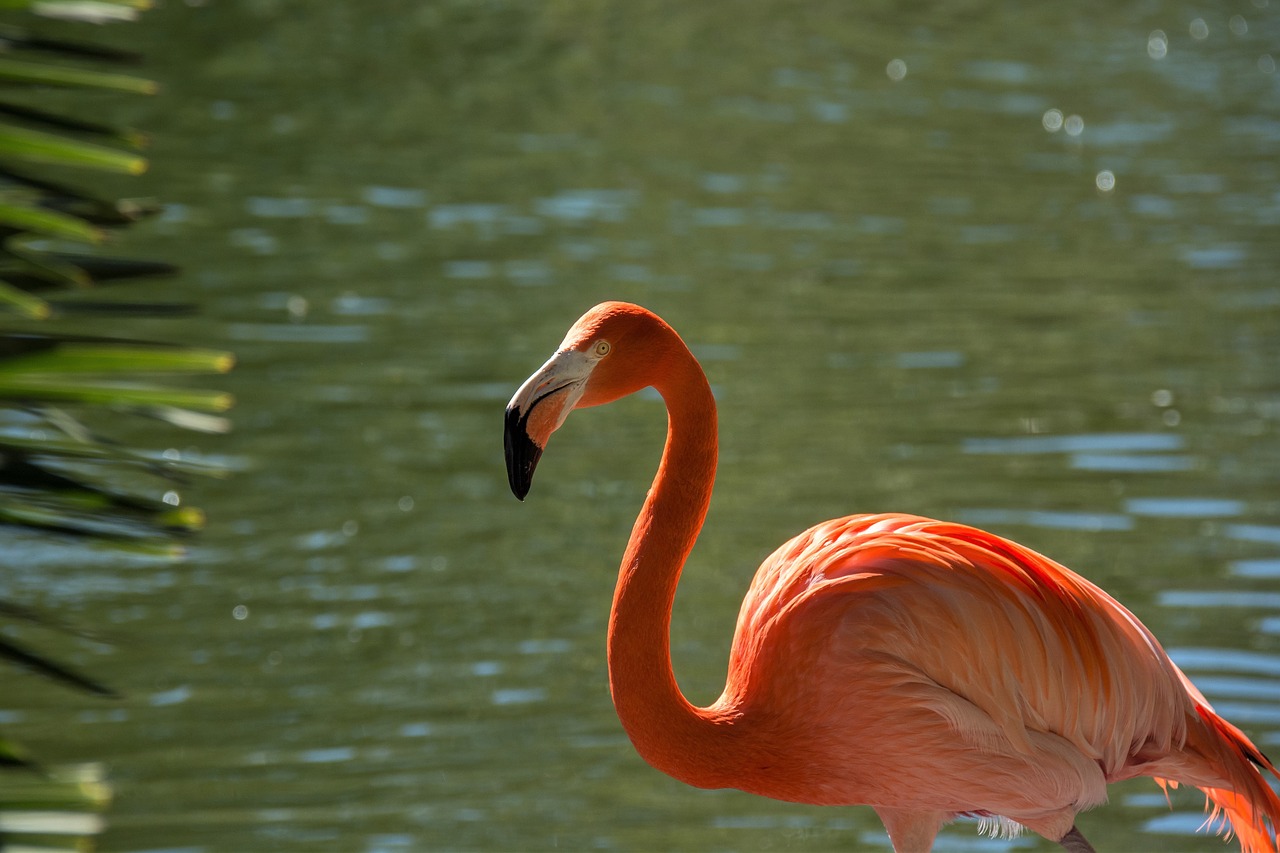 Paukštis,  Vanduo,  Gamta,  Laukinė Gamta,  Baseinas,  Flamingo,  Zoologijos Sodas,  Be Honoraro Mokesčio, Nemokamos Nuotraukos,  Nemokama Licenzija