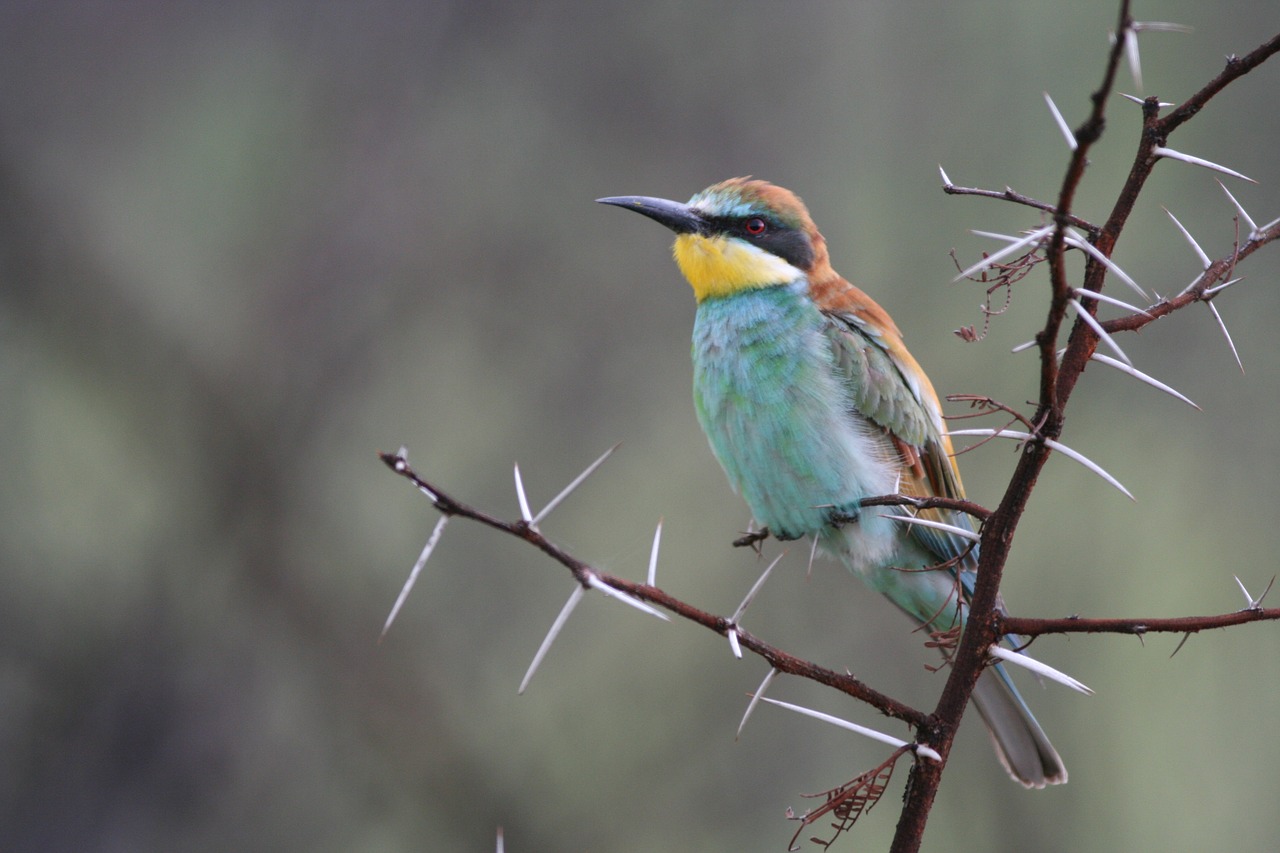 Paukštis,  Laukinė Gamta,  Gamta,  Gyvūnas,  Bičių Ėdalas,  Kruger Nacionalinis Parkas,  Be Honoraro Mokesčio, Nemokamos Nuotraukos,  Nemokama Licenzija