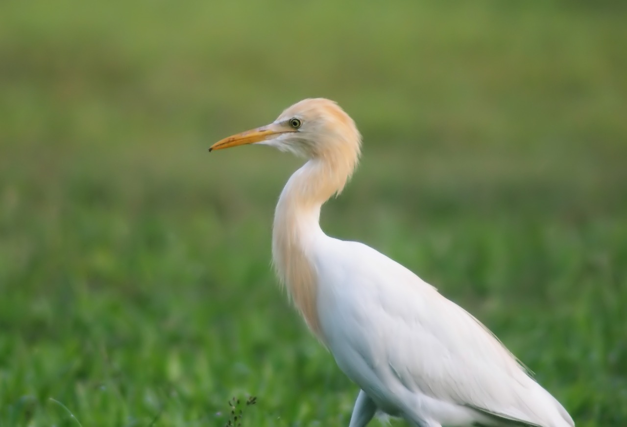 Paukštis,  Gamta,  Laukinė Gamta,  Gyvūnas,  Lauke,  Laukiniai,  Egret,  Galvijų Egretė,  Plumėjimas,  Sezonas