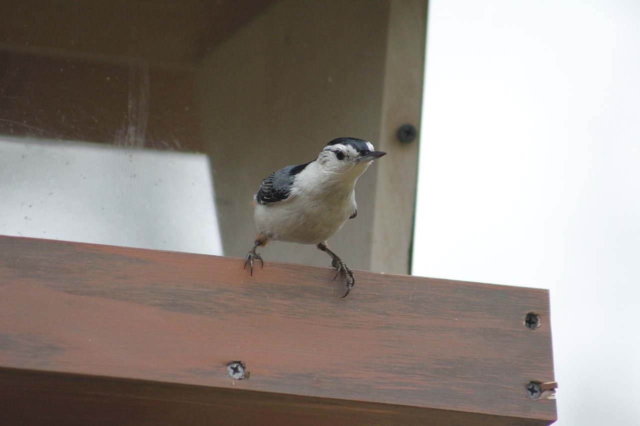 Paukštis,  Laukinė Gamta,  Lauke,  Nuthatch,  Be Honoraro Mokesčio, Nemokamos Nuotraukos,  Nemokama Licenzija