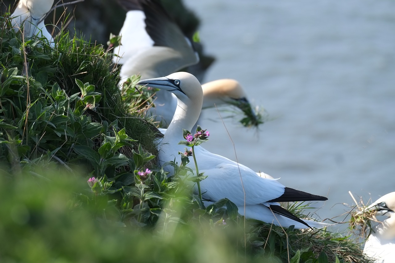 Paukštis,  Gamta,  Laukinė Gamta,  Lauke,  Plunksna,  Gannet,  Gėlė,  Lizdą,  Be Honoraro Mokesčio, Nemokamos Nuotraukos