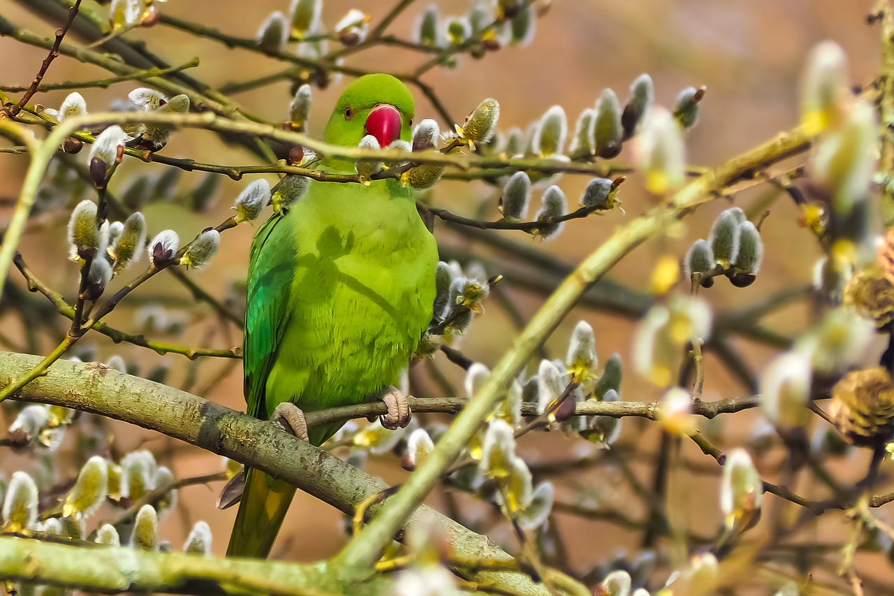 Paukštis,  Parakeet,  Kaklo Parakete,  Mažas Papūga Parakeetas,  Gamta,  Žalias,  Gyvūnas,  Gyvūnų Pasaulis,  Mielas,  Medis