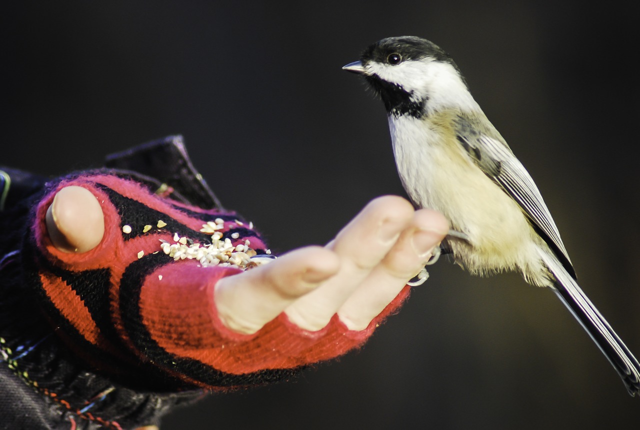 Paukštis,  Valgyti,  Gamta,  Gyvūnas,  Fauna,  Žalias,  Gyvūnai,  Maitinti,  Miškas,  Be Honoraro Mokesčio