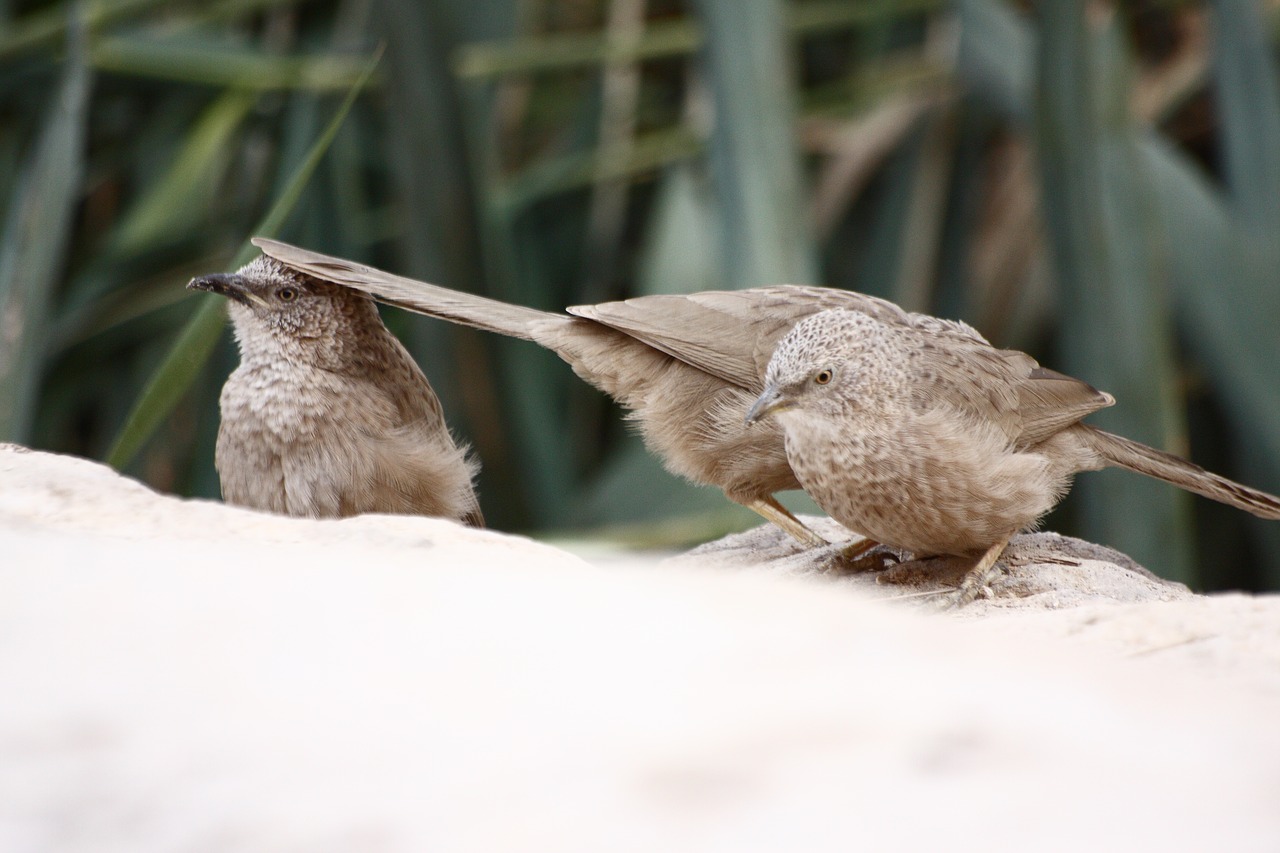 Paukštis,  Gamta,  Laukinė Gamta,  Gyvūnas,  Plunksna,  Arabian Babbler,  Be Honoraro Mokesčio, Nemokamos Nuotraukos,  Nemokama Licenzija