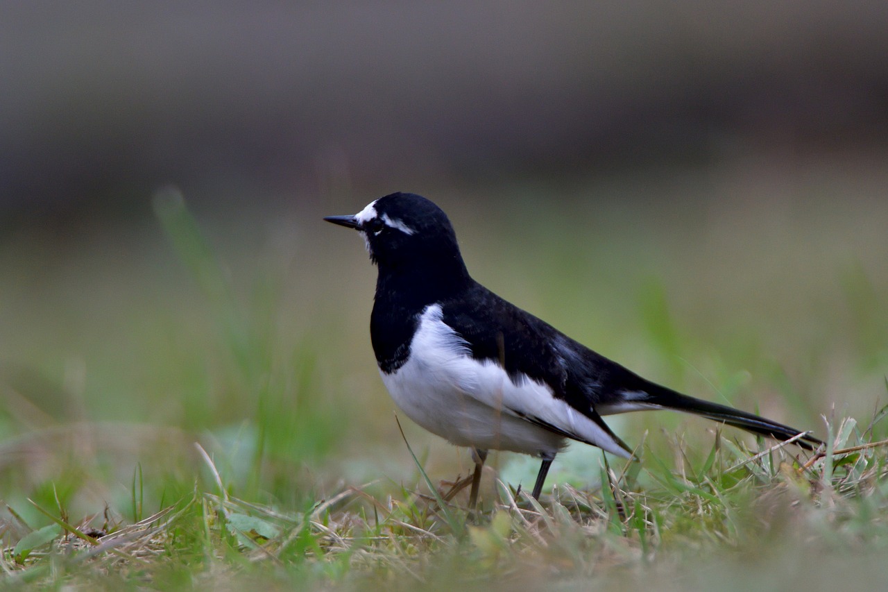 Paukštis,  Laukiniai Gyvūnai,  Natūralus,  Lauke,  Gyvūnas,  Japanese Wagtail,  Be Honoraro Mokesčio, Nemokamos Nuotraukos,  Nemokama Licenzija