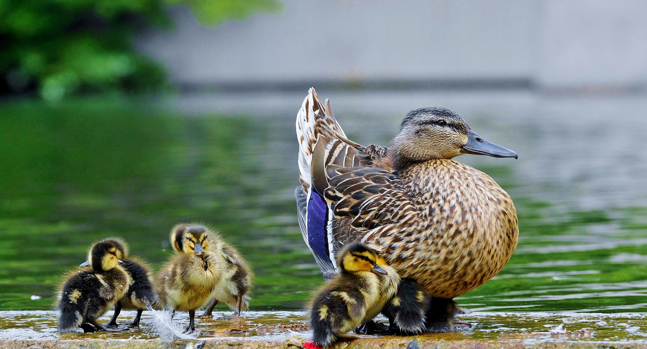 Paukštis,  Gamta,  Gyvūnas,  Fauna,  Be Honoraro Mokesčio, Nemokamos Nuotraukos,  Nemokama Licenzija