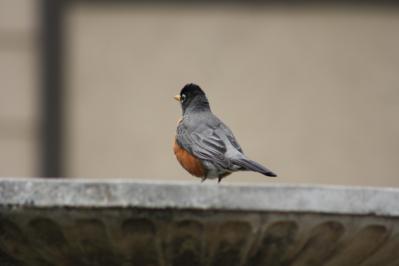 Paukštis,  Laukinė Gamta,  Gamta,  Robin,  Robin Redbreast,  Paukščių Stebėjimas,  Laukiniai,  Natūralus,  Be Honoraro Mokesčio, Nemokamos Nuotraukos