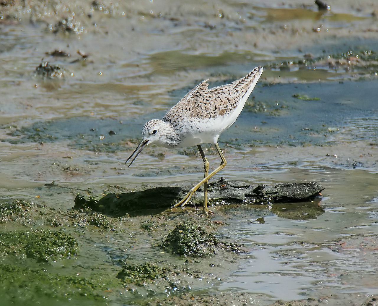 Paukštis,  Kranto Bird,  Laukinė Gamta,  Vanduo,  Gyvūnas,  Gamta,  Pelkės,  Lauke,  Paukštis,  Laukiniai