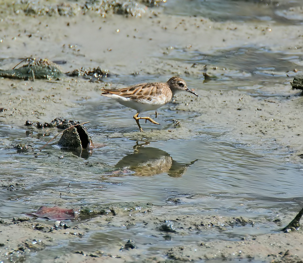 Paukštis,  Laukinė Gamta,  Vanduo,  Lauke,  Papludimys,  Kranto Bird,  Gamta,  Gyvūnas,  Pelkės,  Smėlis