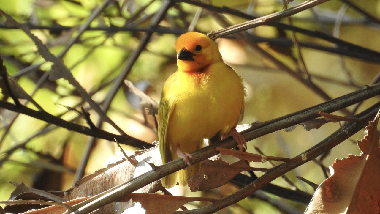 Paukštis,  Gamta,  Fauna,  Gyvūnas,  Be Honoraro Mokesčio, Nemokamos Nuotraukos,  Nemokama Licenzija