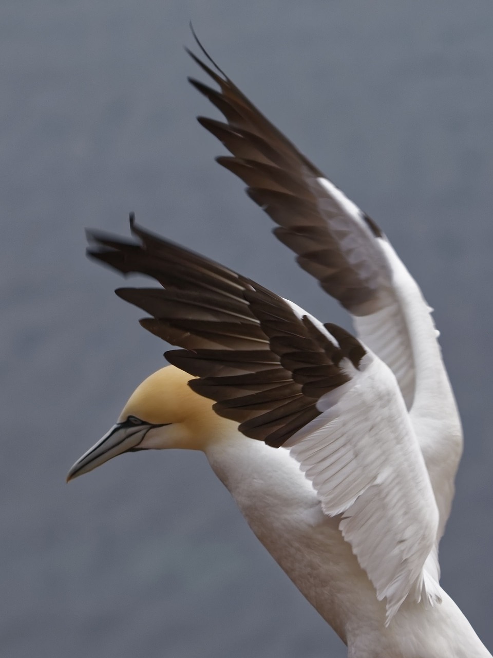 Paukštis,  Gyvūnų Pasaulis,  Gamta,  Gyvūnas,  Šiaurinė Gannet,  Roko Veisėjas,  Pakrantės Paukštis,  Helgolandas,  Be Honoraro Mokesčio, Nemokamos Nuotraukos