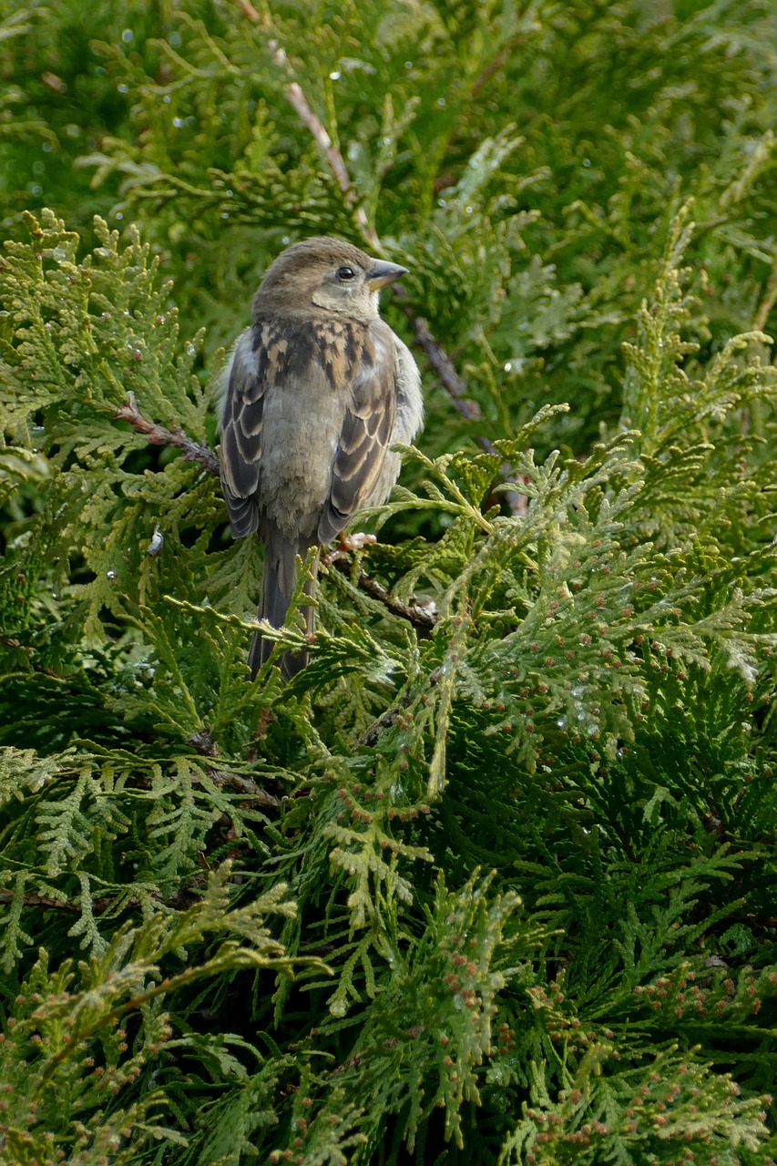 Paukštis,  Mus,  Pasakojimas,  Fauna,  Gamta,  Medis,  Žalias,  Sodas,  Skristi,  Sparnas