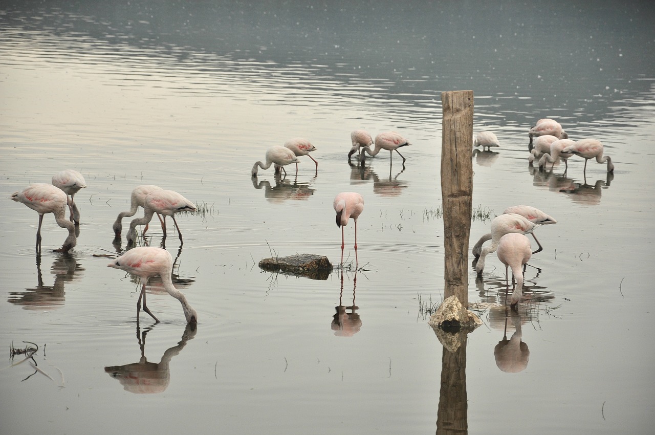 Paukštis,  Vandens,  Flamingo,  Gyvūnijos,  Gamta, Nemokamos Nuotraukos,  Nemokama Licenzija