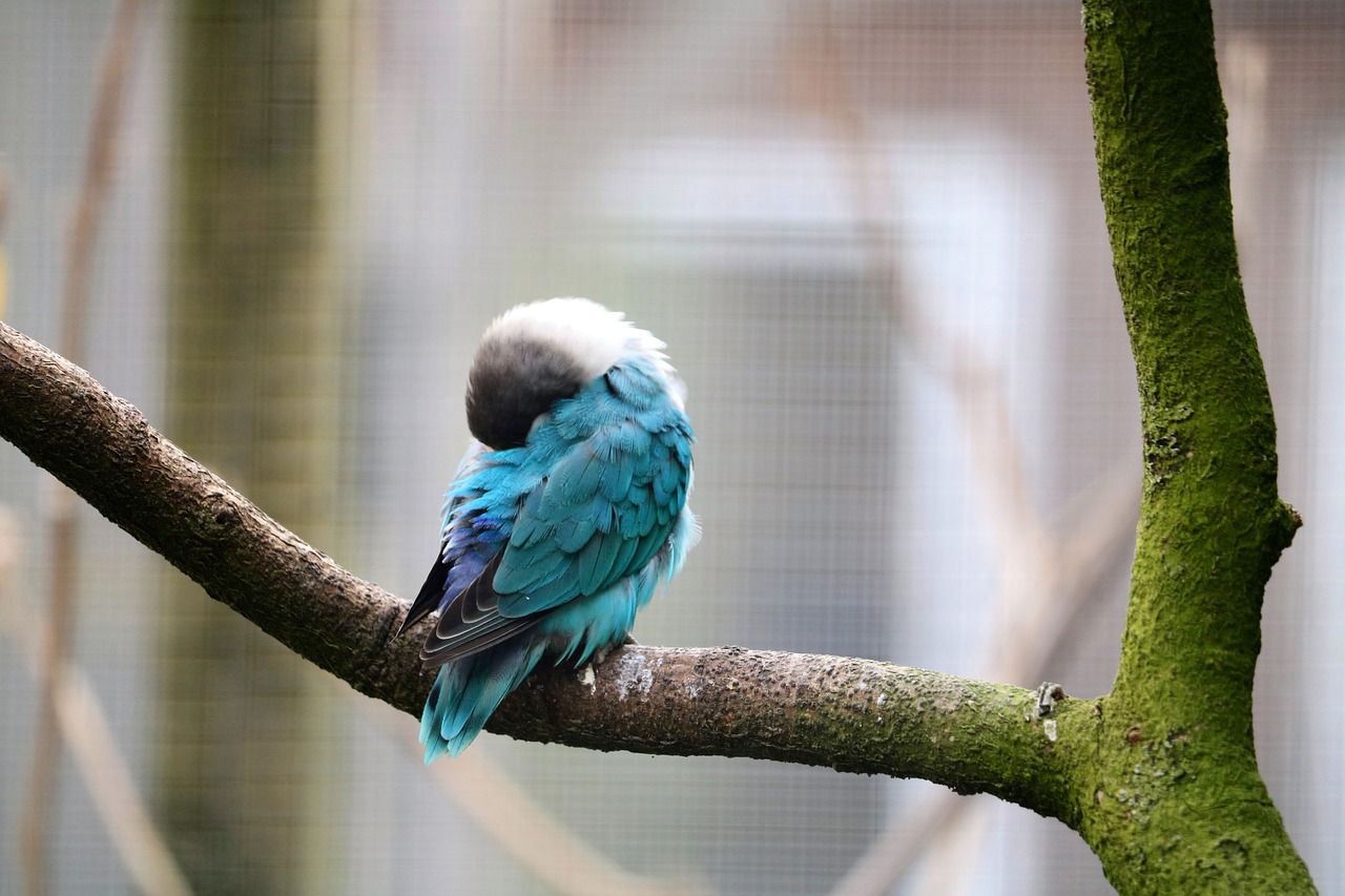 Paukštis,  Pobūdį,  Gyvūnas,  Gyvūnijos Pasaulyje,  Plunksna,  Vaivorykštės,  Sparnas,  Paukščiai,  Paukštis Plunksnų,  Parrot